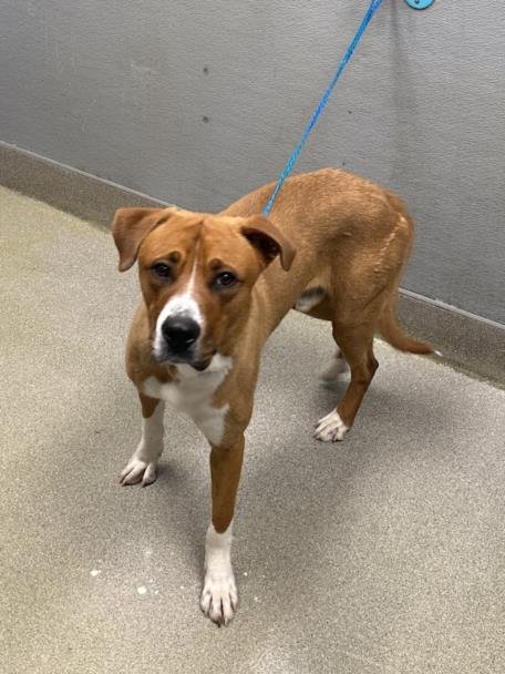 *BOWSER - Golden Retriever available for adoption