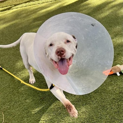 FRANKLIN - Pit Bull Terrier available for adoption