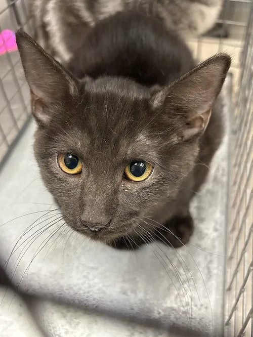 *AMETHYST - Domestic Short Hair available for adoption
