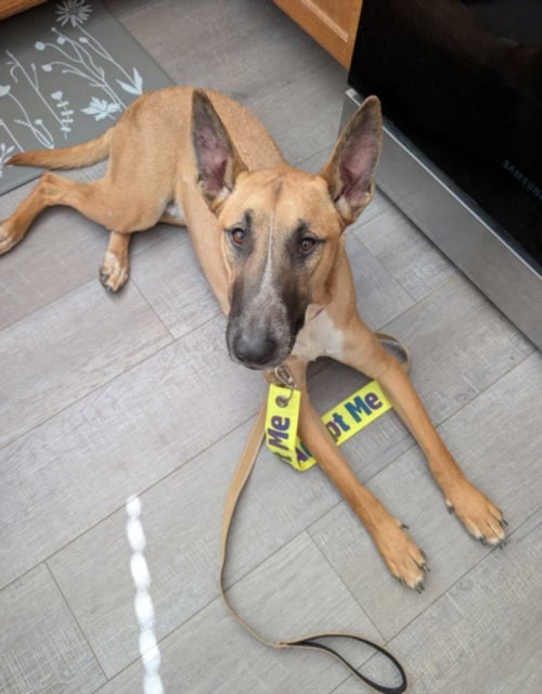 COPPER - Bull Terrier / Belgian Shepherd Malinois available for adoption