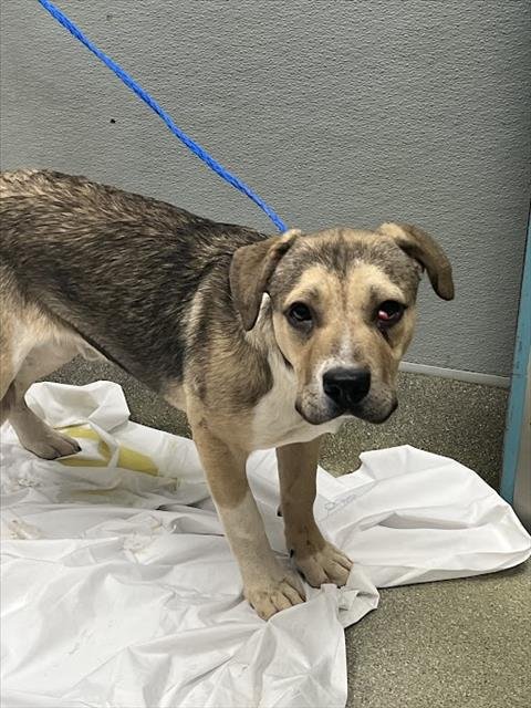 MINI - Labrador Retriever available for adoption