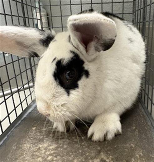 *JIGSAW - Shorthaired Rabbit available for adoption