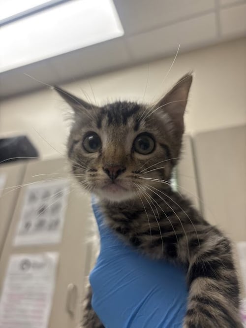 *JUPITER - Domestic Short Hair available for adoption