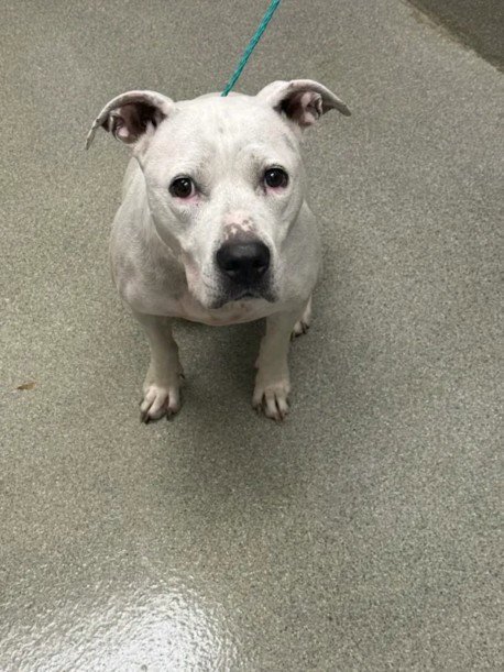 HERA - Pit Bull Terrier available for adoption