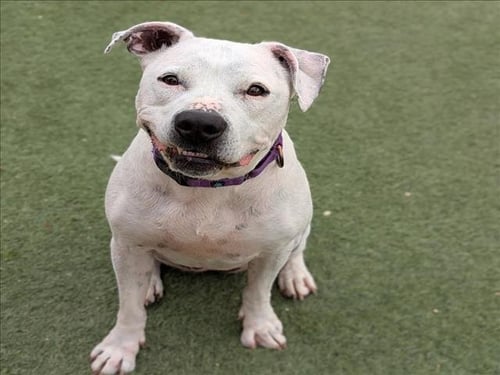 HERA - Pit Bull Terrier available for adoption