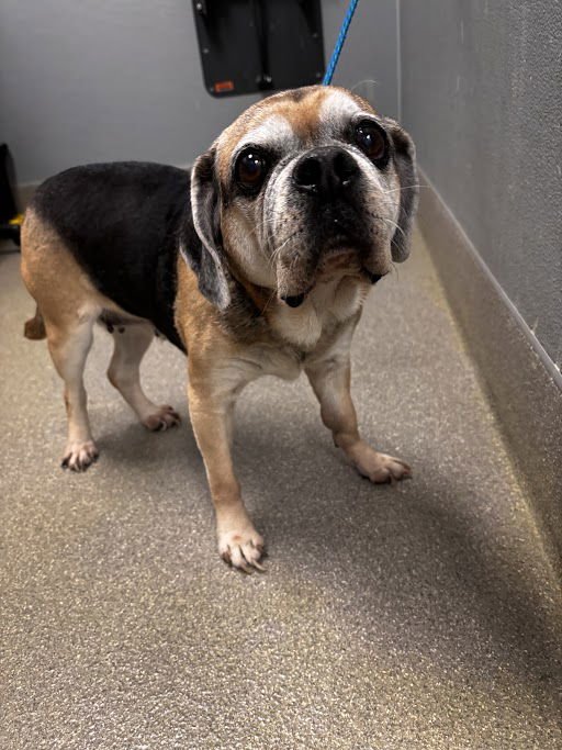 SHEBA HINES - Pug available for adoption