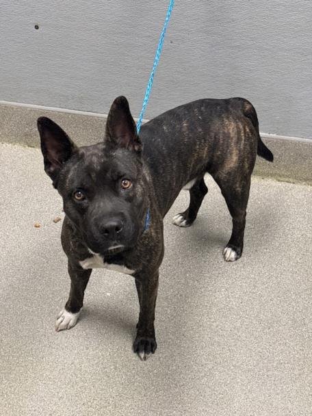 *LINK - Pit Bull Terrier available for adoption