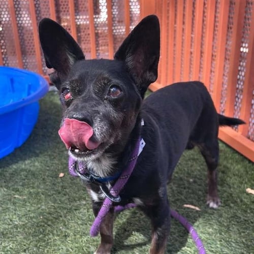 ROCKY - Chihuahua available for adoption