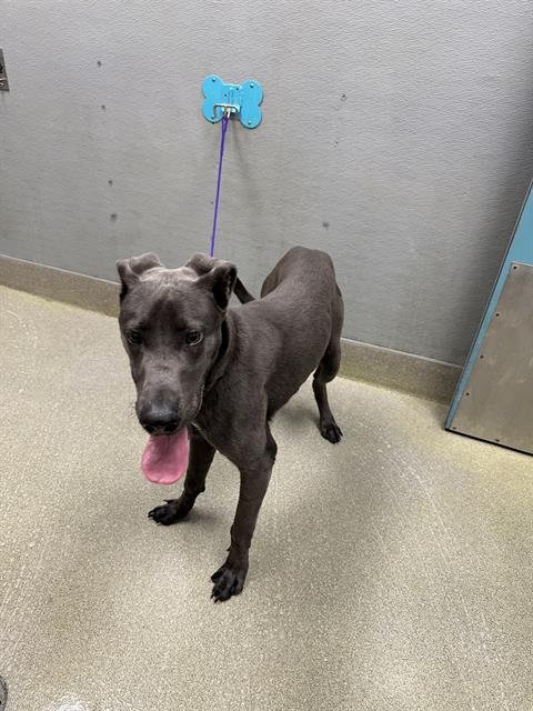 BRODDIE - Great Dane available for adoption