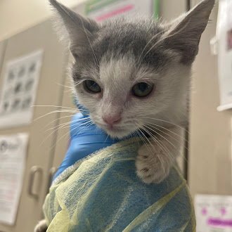 *NUGGET - Domestic Short Hair for adoption in Las Vegas