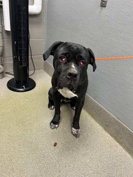 *ESTRELLA - Mastiff available for adoption