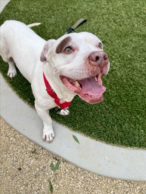 BUDDAH - Pit Bull Terrier / Basset Hound available for adoption