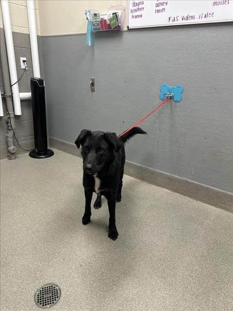 MAX - Labrador Retriever / Siberian Husky available for adoption