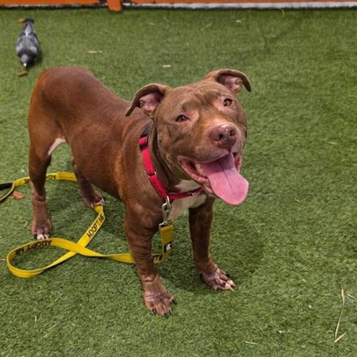 *MY SHARONA - Pit Bull Terrier available for adoption