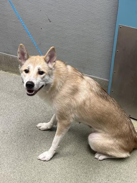 *IVORY - Siberian Husky available for adoption