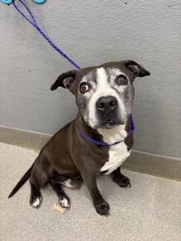 *RORSCHACH - Photo 1