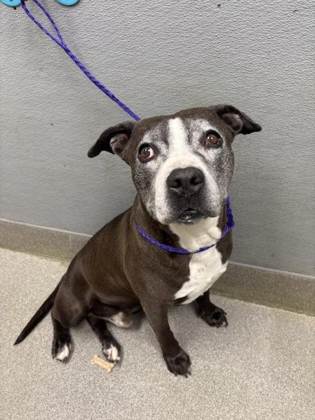 *RORSCHACH - Pit Bull Terrier available for adoption