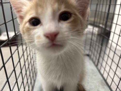 *JOHNNIE - Domestic Short Hair available for adoption