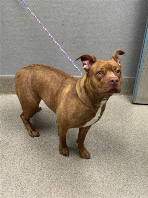 PRINCESS - Pit Bull Terrier available for adoption