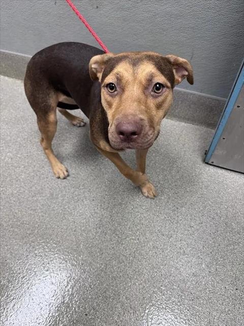 *ESPRESSO BEAN - Rhodesian Ridgeback available for adoption