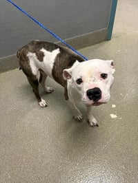 *MR.HANDSOME - Photo 1