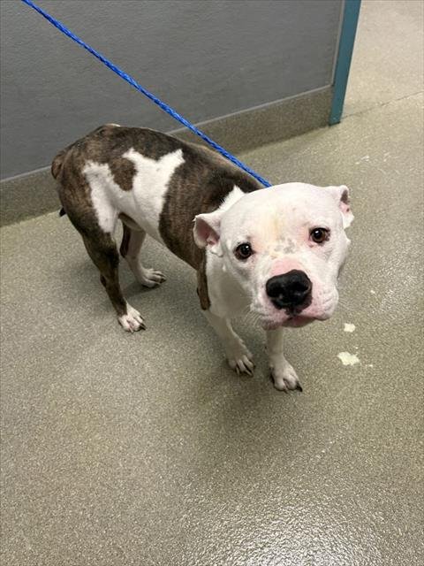 *MR.HANDSOME - Pit Bull Terrier available for adoption