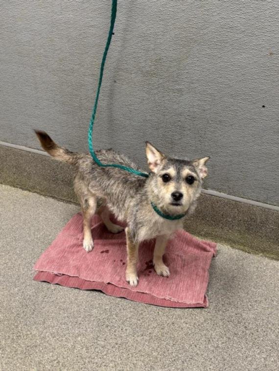 *SNUGGLE BUNNY - Terrier available for adoption