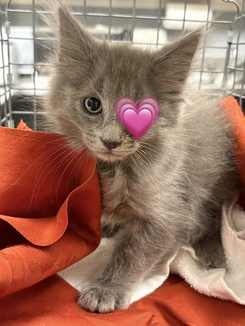 *BRUNO - Domestic Long Hair available for adoption