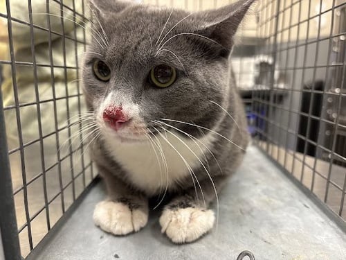 *SEA SLUG - Domestic Short Hair for adoption in Las Vegas
