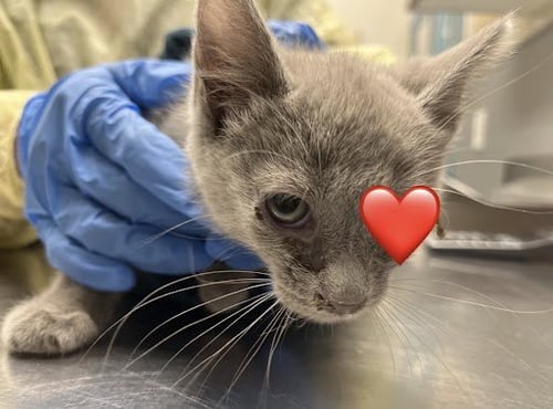 *PEANUT - Domestic Short Hair available for adoption