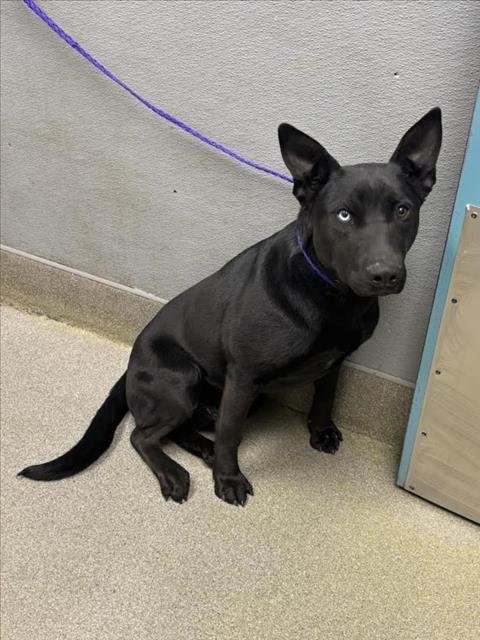 *LAKOTA - Labrador Retriever available for adoption