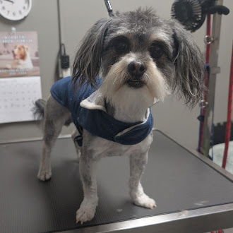 *MICKEY D'S - Maltese available for adoption