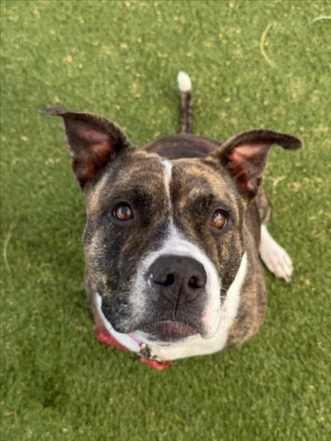 STORMY - Pit Bull Terrier available for adoption