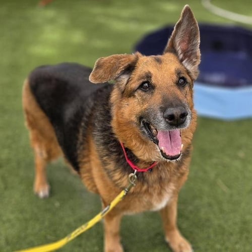 RAVEN - German Shepherd Dog available for adoption