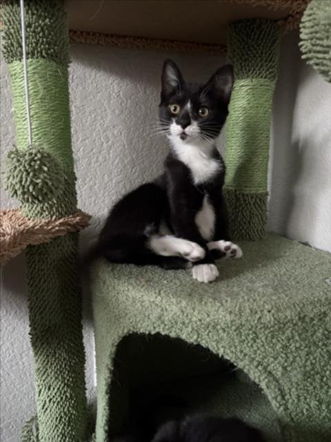 *NORBERT - Domestic Short Hair available for adoption