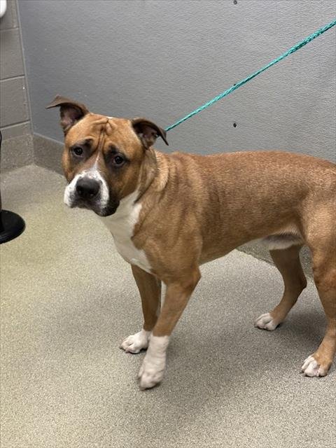 ZUES - American Pit Bull Terrier available for adoption