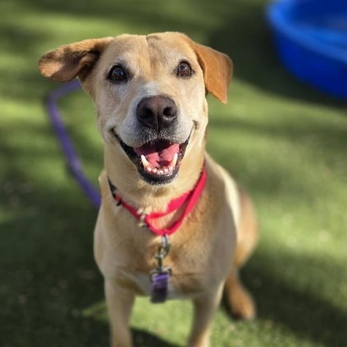 *STELLA ROSE - Labrador Retriever available for adoption