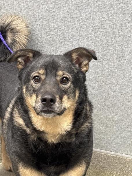 DEXTER - German Shepherd Dog available for adoption