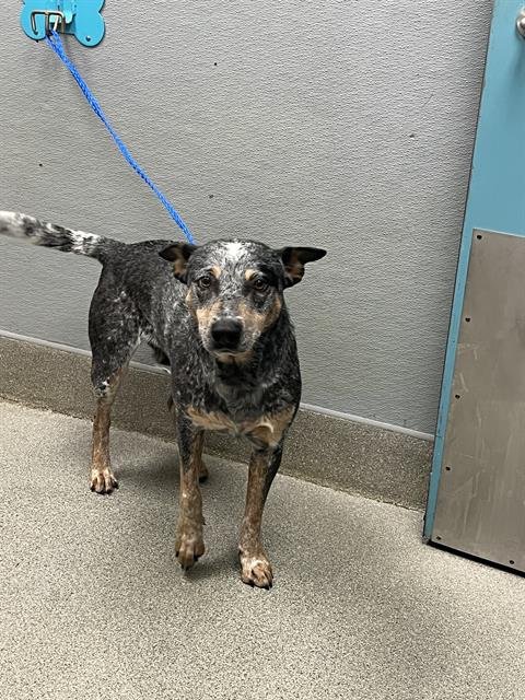 *NED - Australian Cattle Dog/Blue Heeler available for adoption