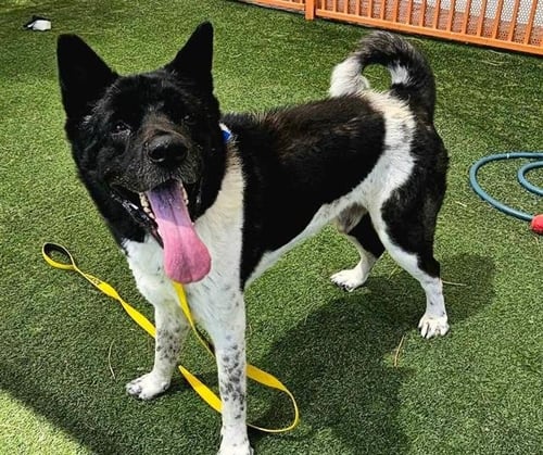 REX - Akita available for adoption