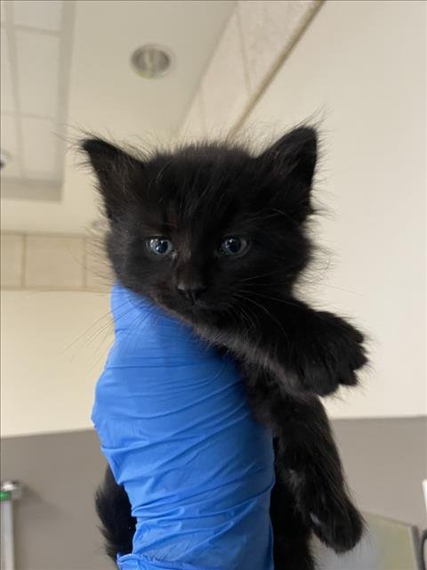 *JEFFY - Domestic Short Hair available for adoption