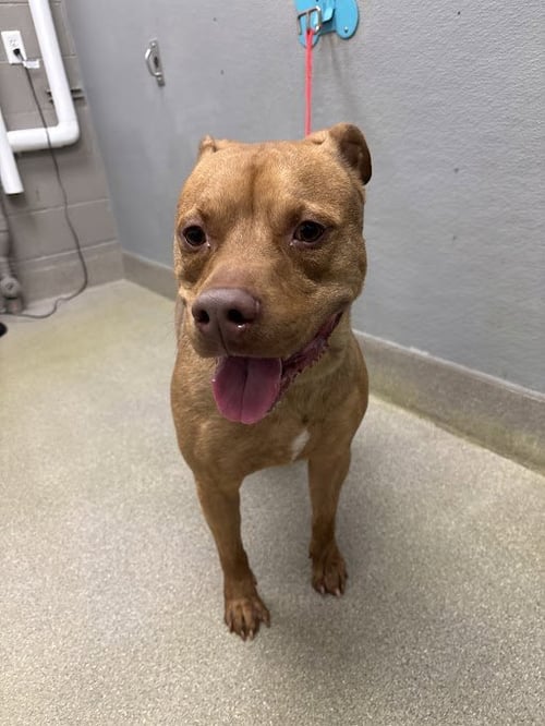 KANE - Pit Bull Terrier available for adoption