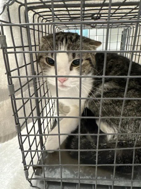 CRASH - Domestic Short Hair available for adoption