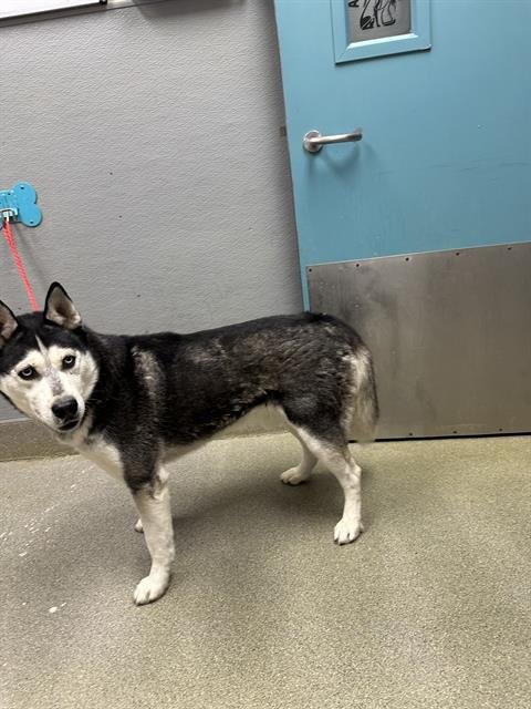 DIOR - Husky available for adoption