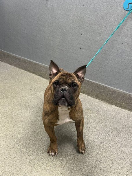 ACE - English Bulldog available for adoption