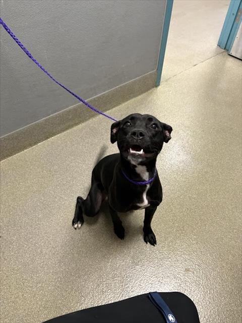 NALA - Pit Bull Terrier available for adoption