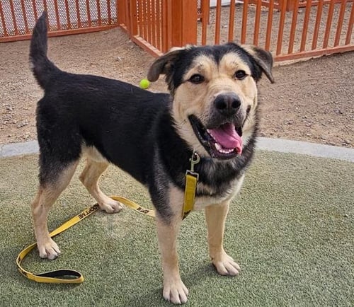 *CONAN - German Shepherd Dog available for adoption
