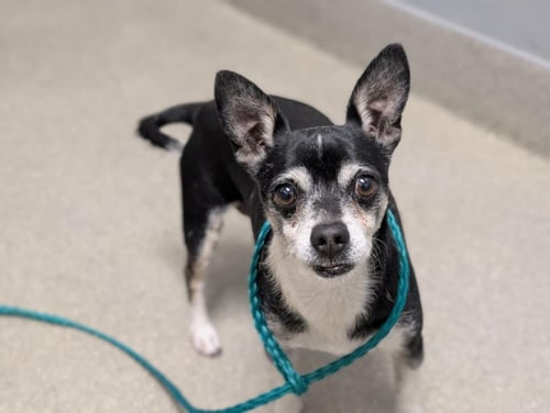 *TITAN - Chihuahua available for adoption