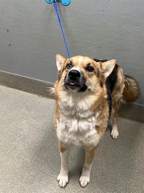 DUCKY - Siberian Husky / German Shepherd Dog available for adoption