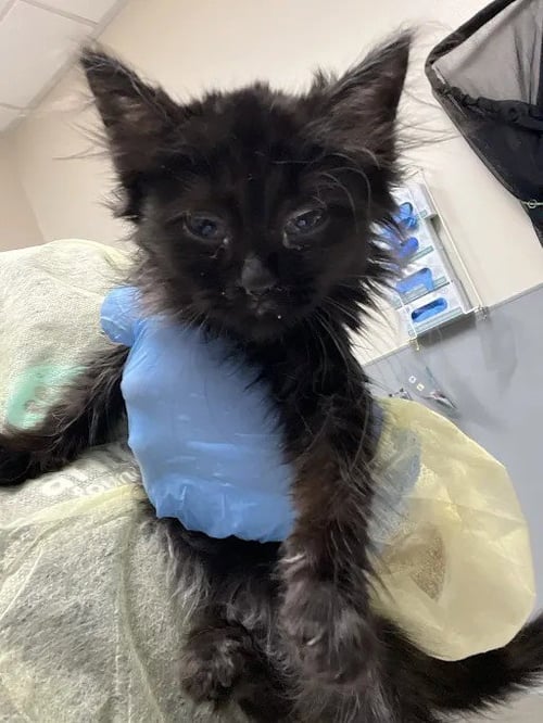 *JUJU - Domestic Long Hair available for adoption